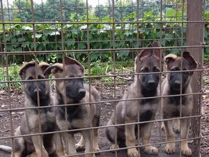 シェパード(ジャーマン・シェパード) 犬の販売・譲渡 2536 飼い主様決まりました