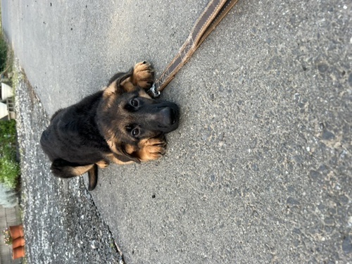 ショータイプの男の子 犬の販売 2544