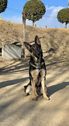 シェパード(ジャーマン・シェパード) 犬の販売・譲渡 2566 飼い主様決まりました