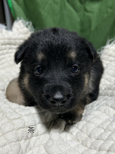 両親嘱託警察犬。ブラックタンの仔犬達。 犬の販売 2591