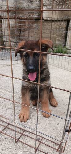 血統優秀、 犬の販売 2601
