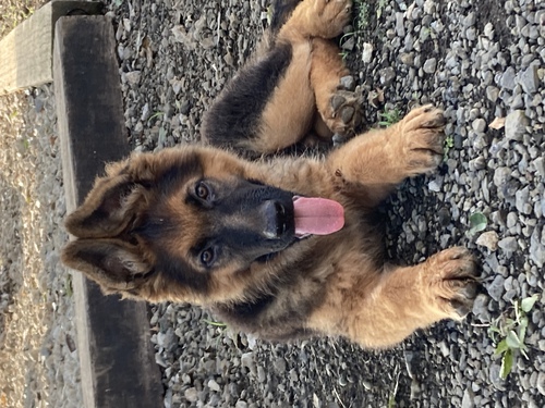 シェパード(ジャーマン・シェパード) 犬の販売・譲渡 2602 ありがとうございました