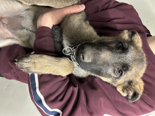 シェパード(ジャーマン・シェパード) 犬の販売・譲渡 2610 飼い主様決まりました