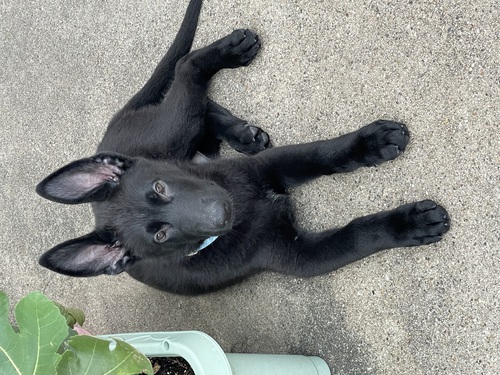 シェパード(ジャーマン・シェパード) 犬の販売・譲渡 2613 100%ヨーロッパ血統、日本では入手困難な犬質です