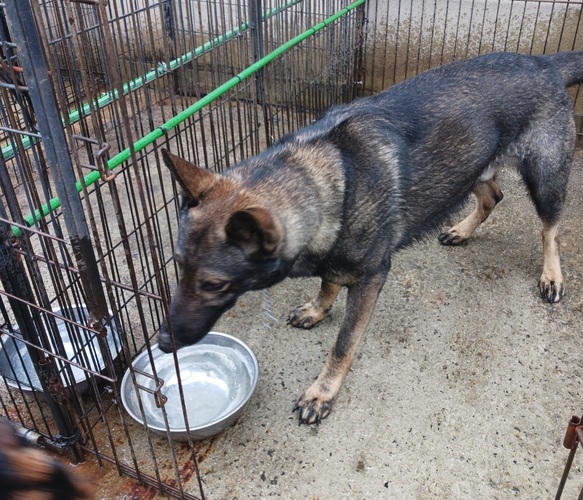 両親ともが嘱託警察犬の血統 犬の販売 2659