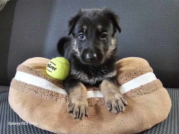 元気なブラックタンの男の子です 犬の販売 2689