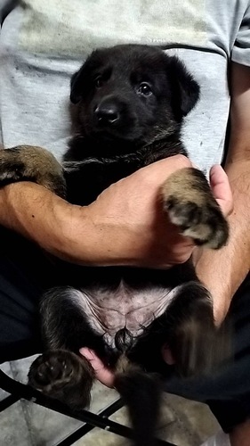 シェパード(ジャーマン・シェパード) 犬の販売・譲渡 2696 世界的良血の体型性能両立訓練犬(条件付値引きあり)