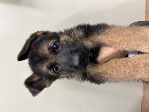 シェパード(ジャーマン・シェパード) 犬の販売・譲渡 2698 飼い主様決まりました