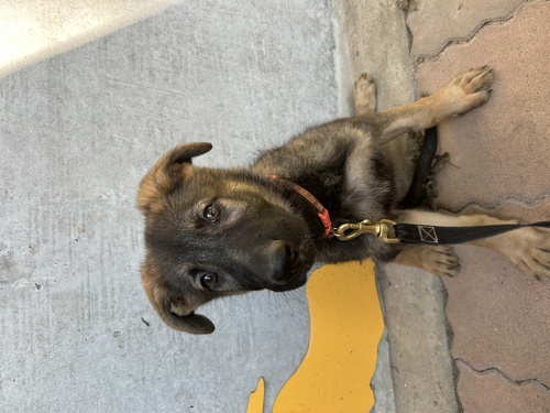 シェパード(ジャーマン・シェパード) 犬の販売・譲渡 2705 飼い主様決まりました