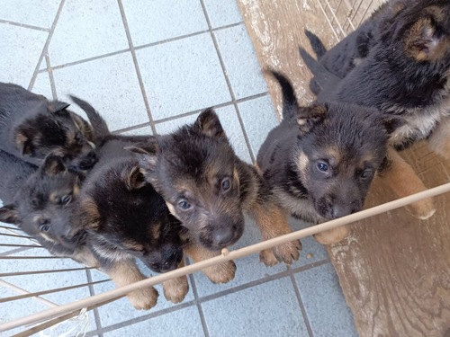 シェパード(ジャーマン・シェパード) 犬の販売・譲渡 2727 飼い主様決まりました!