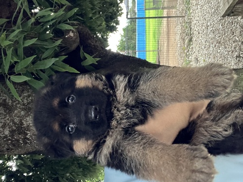 シェパード(ジャーマン・シェパード) 犬の販売・譲渡 2741 展覧会良血、ご予約受付中!