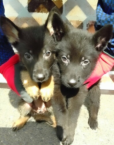 シェパード(ジャーマン・シェパード) 犬の販売・譲渡 2742 オールブラック仔犬販売