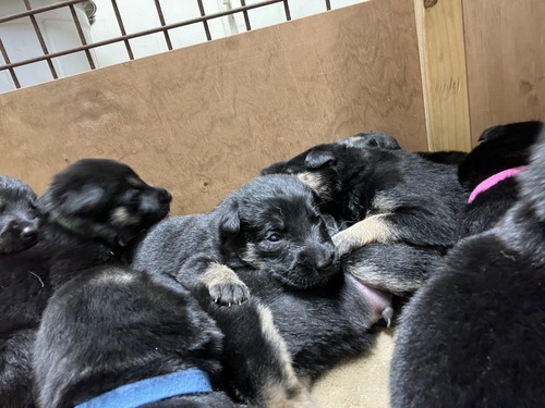 シェパード(ジャーマン・シェパード) 犬の販売・譲渡 2744 両親共に足跡追及が得意です!