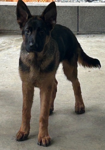 シェパード(ジャーマン・シェパード) 犬の販売・譲渡 2749 甘えん坊なジャーマンシェパード