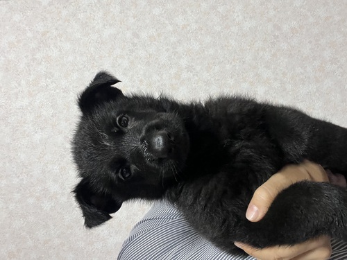 シェパード(ジャーマン・シェパード) 犬の販売・譲渡 2757 IGP血統オールブラック男の子