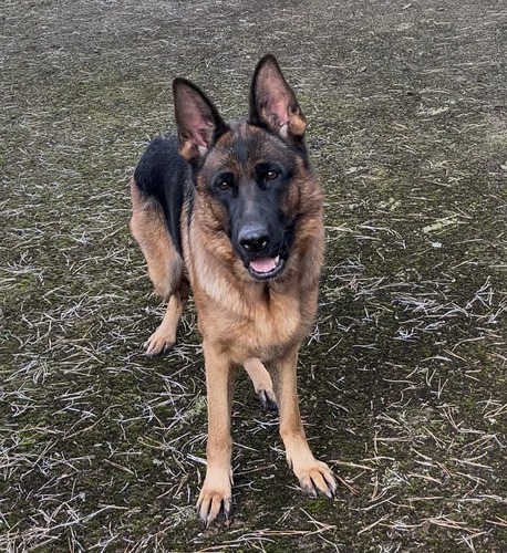 シェパード(ジャーマン・シェパード) 犬の販売・譲渡 2762 条件付き成犬です