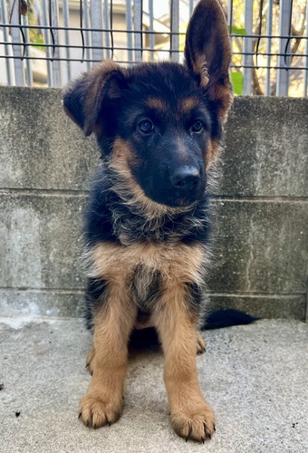 VFp[h(W[}EVFp[h) ̔̔En 2763 ÂVŗDqł