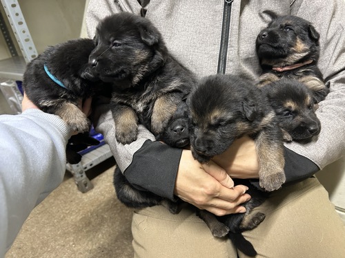 �V�F�p�[�h(�W���[�}���E�V�F�p�[�h) ���̔̔��E���n 2764 1/12���܂�̃V�F�p�[�h