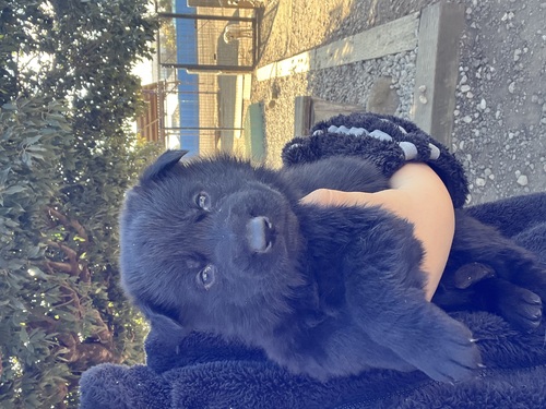 �V�F�p�[�h(�W���[�}���E�V�F�p�[�h) ���̔̔��E���n 2765 �I�[���u���b�N�D��IGP����