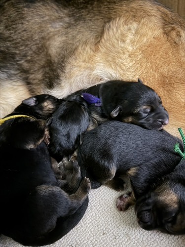 シェパード(ジャーマン・シェパード) 犬の販売・譲渡 2767 ショータイプ血統の仔犬産まれました