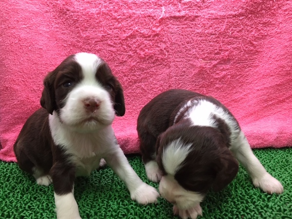 【静岡県西部】レバー&ホワイトスプ仔犬♪ 犬の販売 377