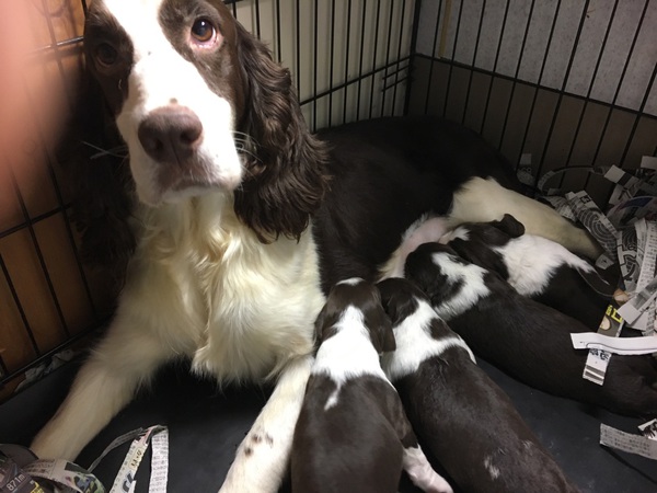 【静岡県西部】レバー&ホワイト4兄弟! 犬の販売 382