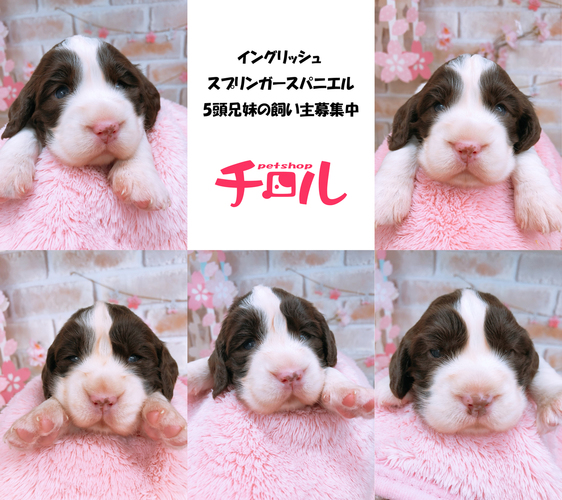 イングリッシュスプリンガースパニエルの女の子残り2 犬の販売 395