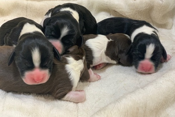 血統優秀。両親も、優しくフレンドリー! 犬の販売 398