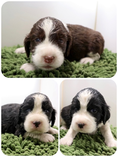 ご家族様が決まりました♪ 犬の販売 403
