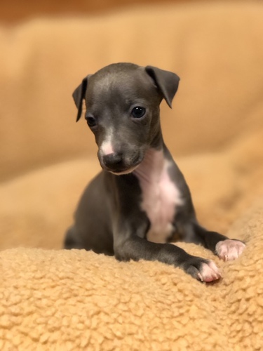イタグレの子犬がたくさん産まれております♪ 犬の販売 5398