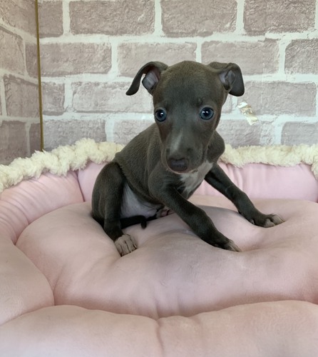 小さな男の子です 犬の販売 6055