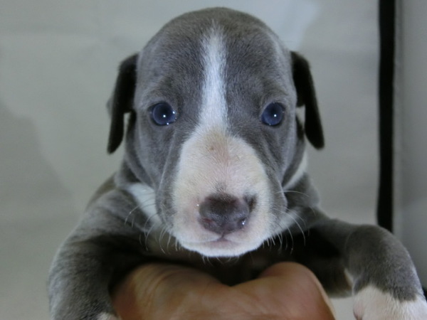 とっても可愛く元気で健康な赤ちゃんが生まれました! 犬の販売 6257