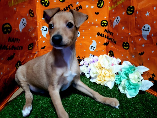 飼い主様決まりました!ありがとうございました! 犬の販売 6262