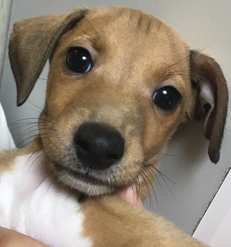 綺麗な子犬 犬の販売 6273
