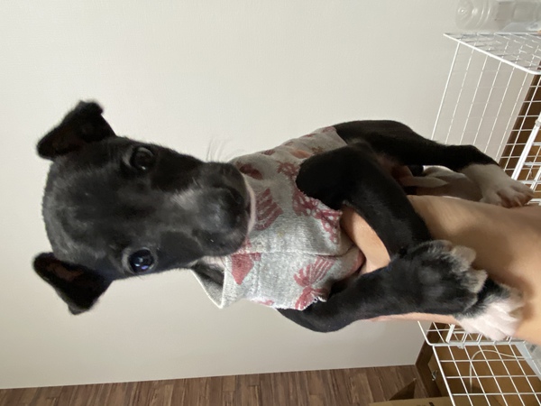 イタグレシール 犬の販売 6301