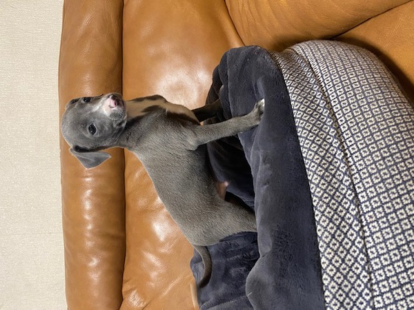 優しい性格の王子さま! 犬の販売 6322