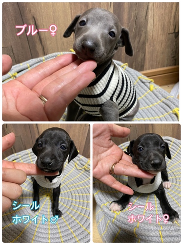 決まりました 犬の販売 6323