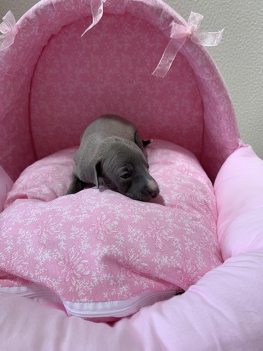 岐阜県よりご家族募集中です 犬の販売 6331