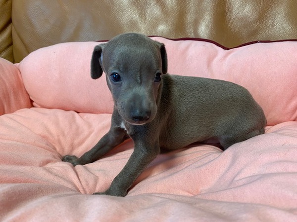 優しい性格の王子さま! 犬の販売 6335