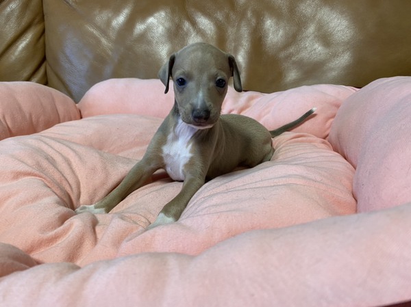 優しい性格の王子さま! 犬の販売 6337