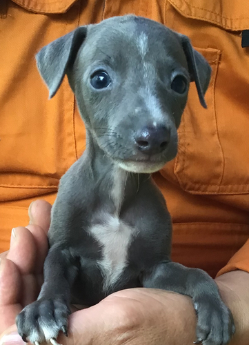 ブルーの小柄な男の子 犬の販売 6339