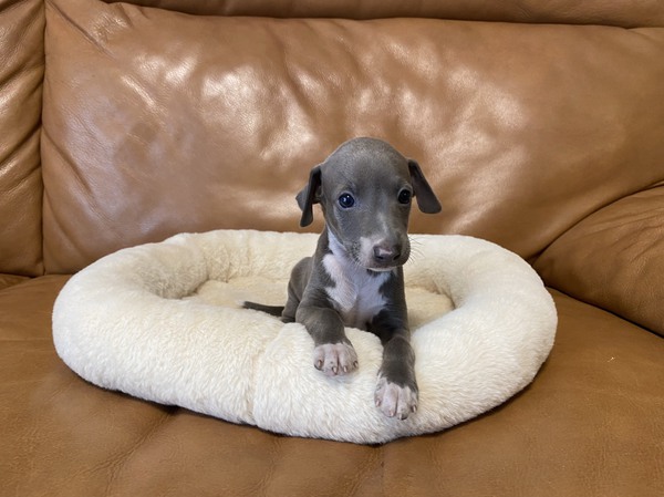限定2匹のみ・5万円値引きします! 犬の販売 6345