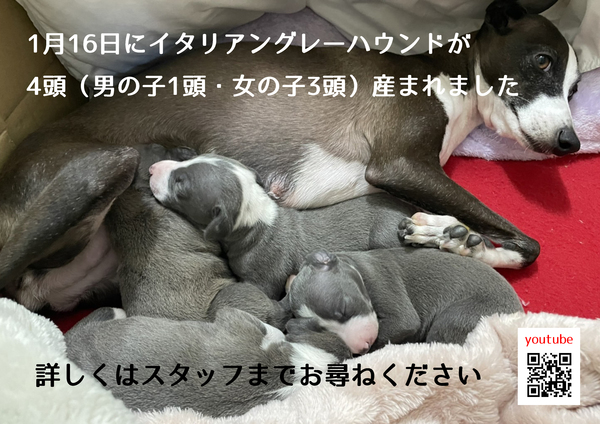 イタリアングレーハウンド4兄妹飼い主募集中です! 犬の販売 6361