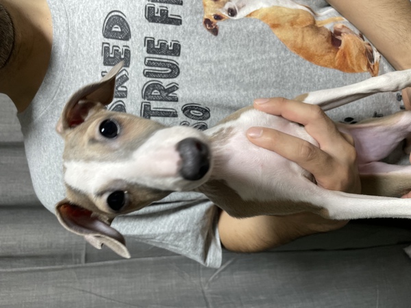 全員決まりました! 犬の販売 6370