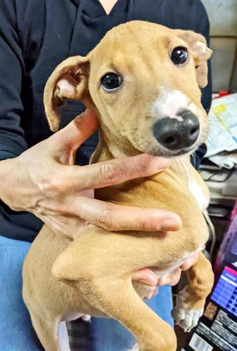 人懐っこいフォーンの男の子です。 犬の販売 6371