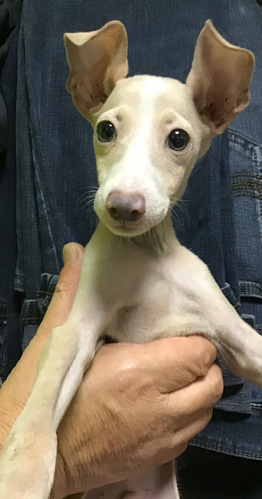 綺麗な男の子 犬の販売 6381