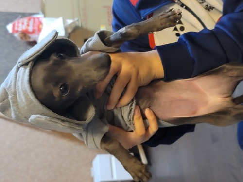 イタリアン・グレーハウンド 犬の販売・譲渡 6383 素敵なオーナー様が決まりました!!!