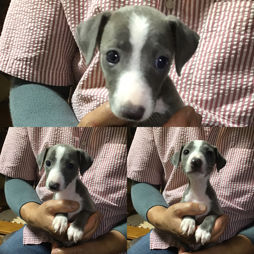 綺麗な柄の男の子 犬の販売 6384