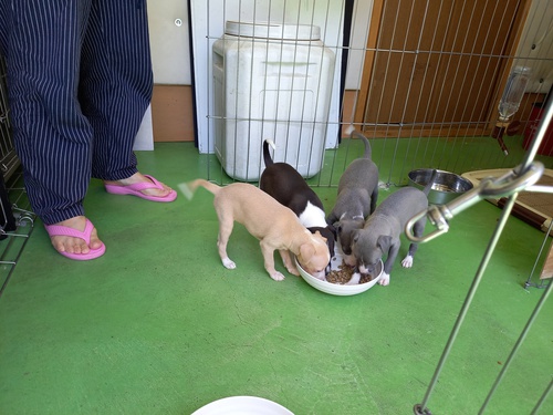 全て決まりました。 犬の販売 6385