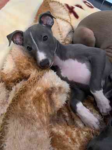 イタリアン・グレーハウンド 犬の販売・譲渡 6389 元気な男の子
